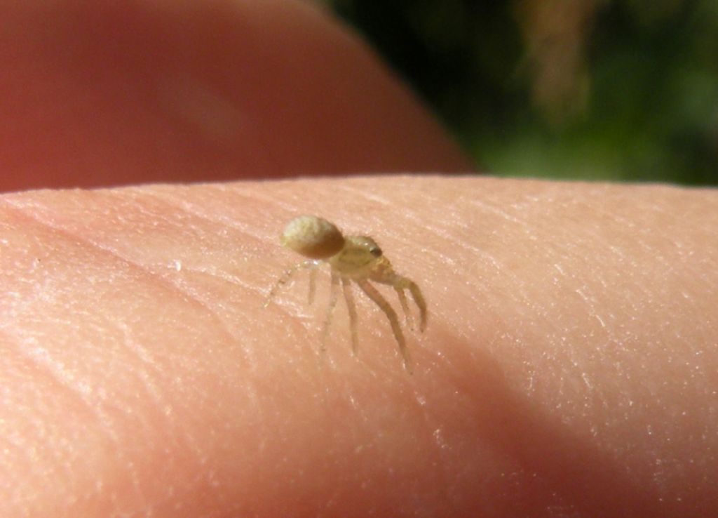 Paidiscura pallens?